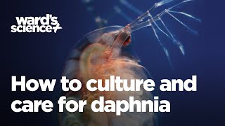 Caring and Culturing for Daphnia [upl. by Ylurt]