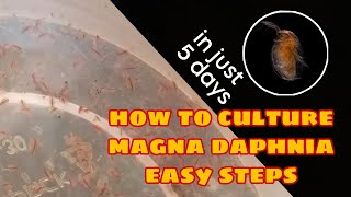 How to Culture Magna Daphnia Easily [upl. by Nyladnewg999]