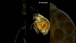 How to culture Daphnia for your Aquarium [upl. by Jermyn]