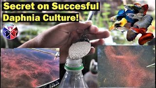 How to Culture Daphnia Successfully [upl. by Viridissa703]