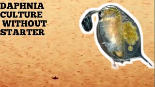 HOW TO CULTURE DAPHNIA NATURALLY WITHOUT A STARTER [upl. by Dwane]