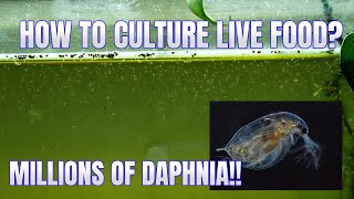 How to Culture Daphnia Secret Method to Breed MILLIONS  Simply Aquatic [upl. by Llimaj237]