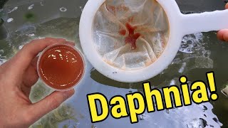 How I Culture Daphnia In Outdoor Tubs [upl. by Hannahsohs]