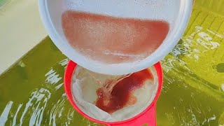 How to culture daphnia  Daphnia culture  How to grow daphnia outdoor [upl. by Enetsirk977]