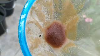 How to culture daphnia moina in a small container Part 1 English Subtitle [upl. by Bomke]