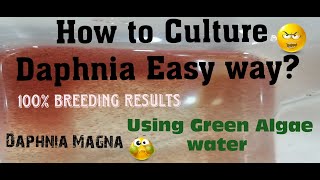 Daphnia MagnaHow to Culture Daphnia Easy wayCulturing Daphnia using Green water Daphnia [upl. by Cralg]