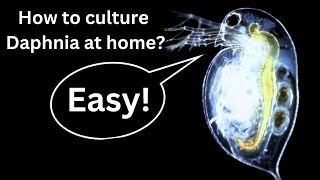 BEST Live Fish Food Beginner guide How to Culture Daphnia at home [upl. by Carl434]