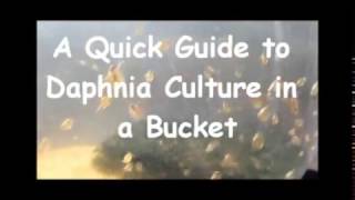 How to culture daphnia outside [upl. by Einamrej180]