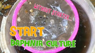 How to culture daphnia moina the easy way 1  Starting the Daphnia culture [upl. by Nac652]