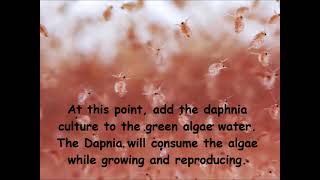 Daphnia  How to grow daphnia in your home [upl. by Minton329]