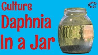 How to Culture Daphnia in a Jar [upl. by Leland]