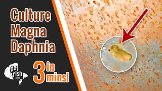 How to culture DAPHNIA MAGNA  The easy way [upl. by Azarria]