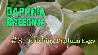 Daphnia Culture made simple and easy 3  Hatching Daphnia eggs [upl. by Brezin670]