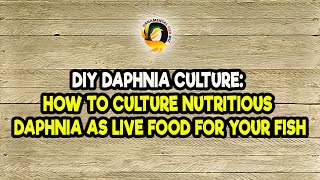 DIY Daphnia Culture How to Culture Nutritious Daphnia as Live Food for Your Fish [upl. by Fraser]