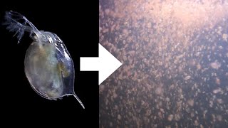 How I Culture Daphnia [upl. by Aninaj]