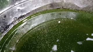 DAPHNIA MOINA CULTURE IN A SMALL BUCKET [upl. by Mallon735]