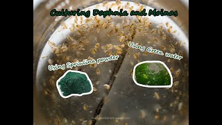 How To Culture Daphnia and Moinas using Green Water Spirulina powder [upl. by Marfe]