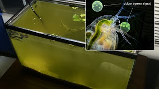 Raising Daphnia for the Freshwater Aquarium [upl. by Htidirem]