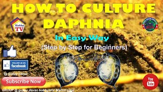 HOW TO CULTURE DAPHNIA In Easy Way [upl. by Akinit]